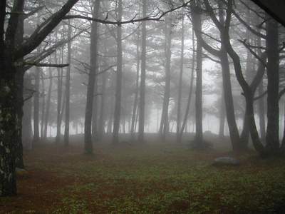 霧裡的梨山，像不像魔戒裡的那片森林？