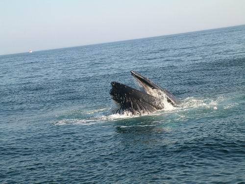 沒想到第一次賞鯨竟然是在波士頓，還真有點捨近求遠。而且，一問之下，才知道台灣的得天獨厚，小歸小，但資源可不少，很多國家都沒有賞鯨活動呢！大家要好好珍惜喔！
